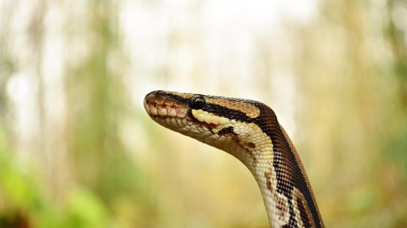 Python property装饰器详解：get 配图