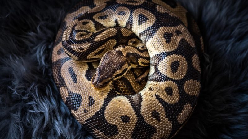 Python property装饰器详解:get 配图